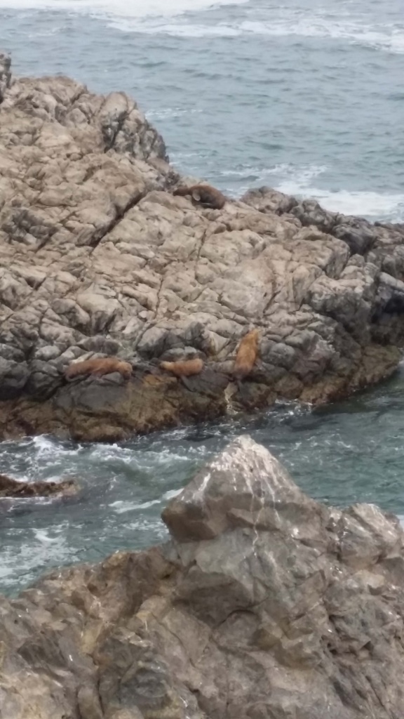 Sea lions on our last day in Peru. Photo by Amelia