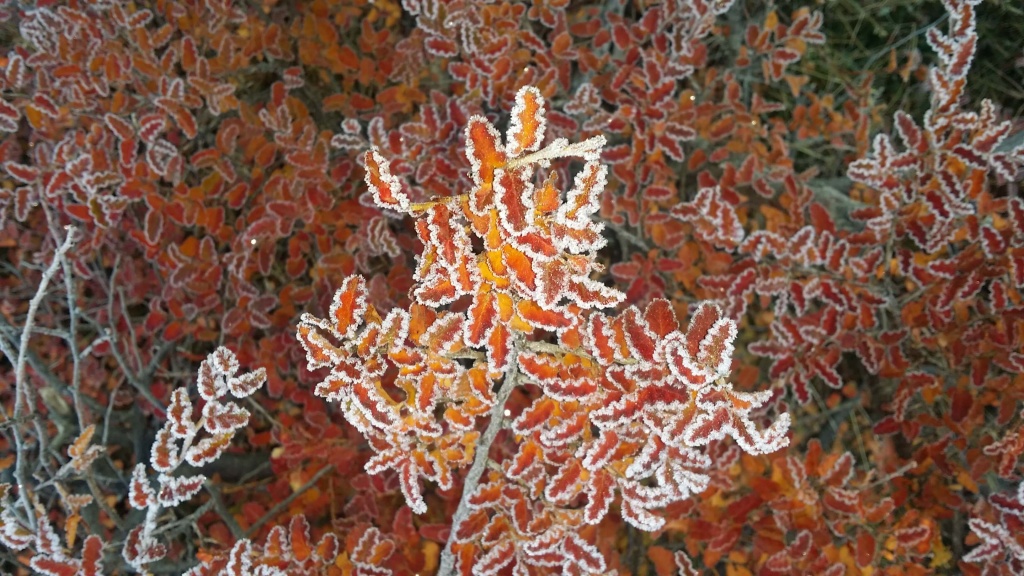 Frozen leaves. Photo: Amelia
