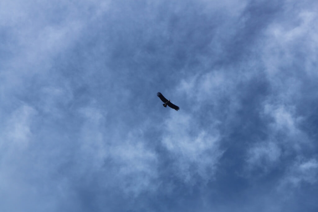 Condor just flew off after sunbathing. Photo: Benjamin