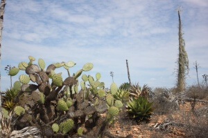 More desert scenery.  Photo by Nate