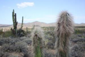Desert flora.  Photo by Nate
